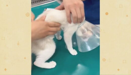初めての病院に暴れる子猫の首根っこをつかんだら・・・すごいトロンとした表情になっちゃった【猫の日投稿動画】