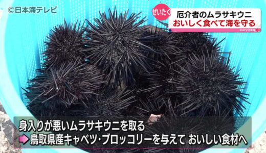 「とっとりウニムースフェア」　ムラサキウニをぜいたくに使用した料理を提供　鳥取ブルーカーボンプロジェクトの一環で開始　鳥取県鳥取市