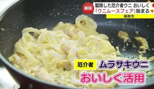 海の厄介者「ムラサキウニ」を「ムース」でおいしくアレンジ　鳥取市でグルメフェア始まる