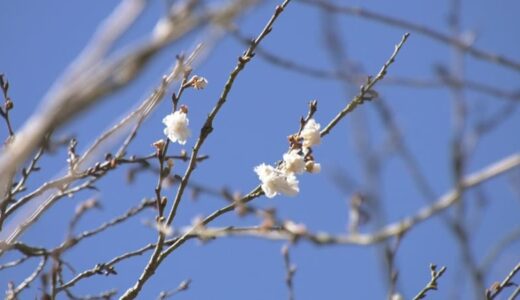 続く「季節外れの暖かさ」影響か…早くもソメイヨシノ「開花」した木も　街中には早くも「春の装い」