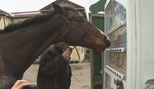 自販機でおすすめジュースを選んでくれる元競争馬が話題　情報発信の理由…「引退馬の第2の人生、魅力を伝えたい」