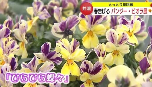 春告げる「パンジー・ビオラ展」ユニークネーミングの品種も楽しく（鳥取・南部町）
