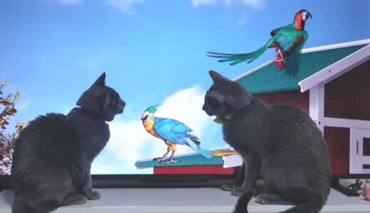 鳥の映像で大興奮→牛になったとたんスンッと興味をなくす猫たち【猫の日投稿企画】