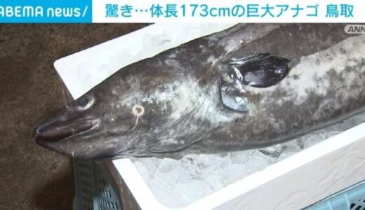 体長173cm、重さ15kg以上の巨大アナゴ 水産関係者も驚き 鳥取