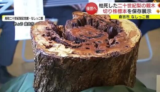 枯れた「二十世紀梨」の親木「切り株」が標本に　鳥取の梨生産の歴史伝える“証人”に（倉吉市）