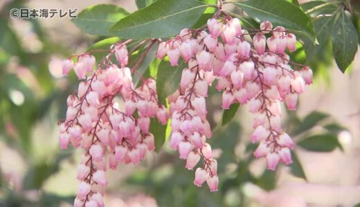 「春だなぁ」　春の訪れを感じる“アセビ”の花が見頃　鳥取県鳥取市
