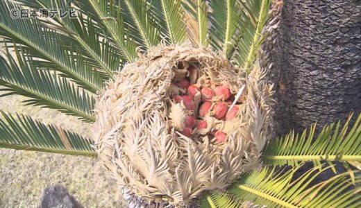 「とても縁起のいいもの」ソテツの花には実が　樹齢370年と言われるソテツの「こも」外し　鳥取県米子市