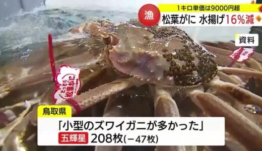 山陰の冬の味覚の王者「松葉がに」の水揚げ大幅減　小型ズワイガニの増加が要因（鳥取）　　