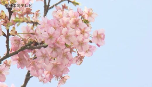 全国的に晴れてぽかぽか陽気！河津桜が見頃　土手沿いに約1.5㎞にわたって180本の桜が満開　島根県雲南市