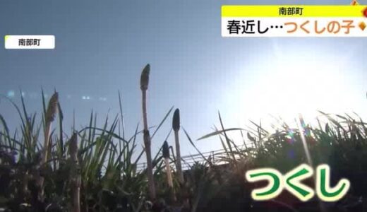 【歳時記】道路ののり面で発見”つくしの子”　春はどこまで…？（鳥取・南部町）