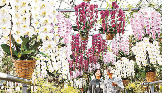 らんまん降り注ぐ　鳥取県南部町・とっとり花回廊