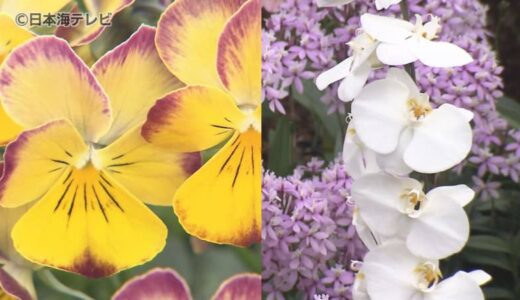 一足早く春を思わせる花が集合　15メートルのランのトンネルや色鮮やかなパンジーなど咲き誇る　鳥取県南部町