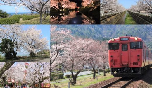 【鳥取県の桜・お花見スポット2024】地元民が教える鳥取の桜名所まとめ