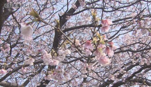 「桜が見られるとは思わなくて　すごくうれしい」　青空の下“大寒桜”が開花　　鳥取県