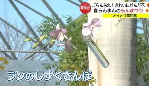 とっとり花回廊で「らんまつり」１５種約２５００株が咲きそろう（鳥取・南部町）