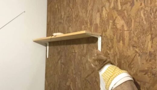 嫌な予感…おもちゃに夢中になりすぎて消えていった猫【猫の日投稿企画】