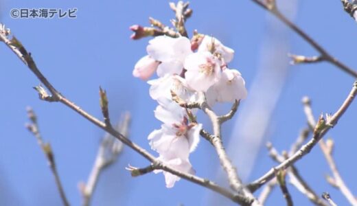【桜まつり】ソメイヨシノなど500本の桜　露店も数多く出店　4月初めごろ満開か　鳥取県米子市