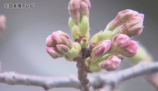 松江で開花発表も、鳥取の桜の開花はいつ？　標本木の桜はほとんどがつぼみの状態　鳥取県　　