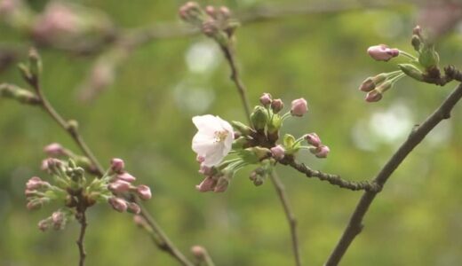 春まつりに花を添える…松江でサクラ開花　鳥取はまだ０輪…あと2、3日か