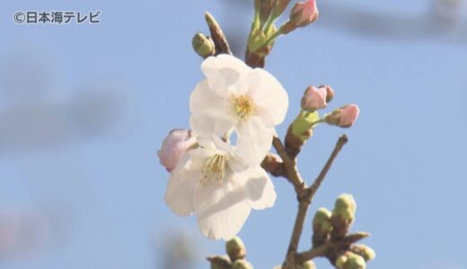 【速報】鳥取で桜の開花発表　ソメイヨシノの標本木で5輪の花の開花を確認　鳥取県・鳥取地方気象台