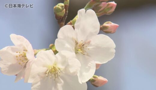 鳥取市でも桜が開花　気温は4月下旬から5月上旬並みに　週末には「桜祭り」が行われる場所も　鳥取県
