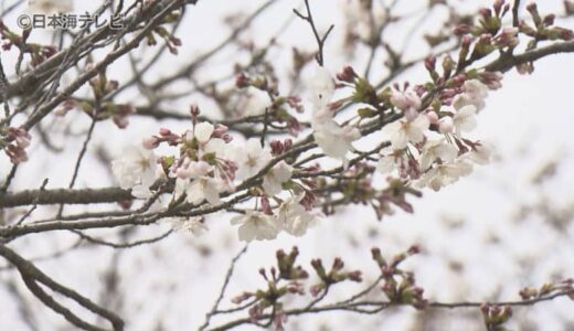 「最高でした」　山陰各地で穏やかな陽気に…　桜も咲き始める　鳥取県・島根県