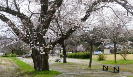 ［法華寺畑遺跡］立派な桜の木が圧巻！広い芝生もある穴場スポット｜倉吉市