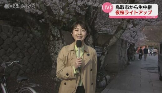 ここでしか見られない景色　夜桜と鳥取城跡のコラボレーション　久松公園で石垣のライトアップが開始　鳥取県鳥取市