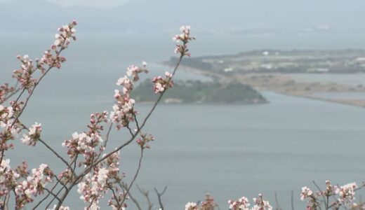 週末のお花見は？【米子市】360度のパノラマ絶景と満開のサクラ「ここ来るの初めてなんですけれどもほんまに景色が良くて…」