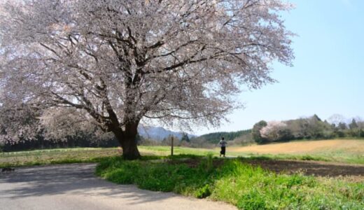 ［田住の一本桜］今が見頃！高原に佇む1本の桜の木と大山が見える癒しスポット｜南部町