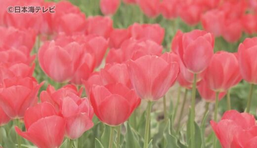 春の陽気で連日のお花見日和　100種類以上のチューリップが見頃　島根県安来市