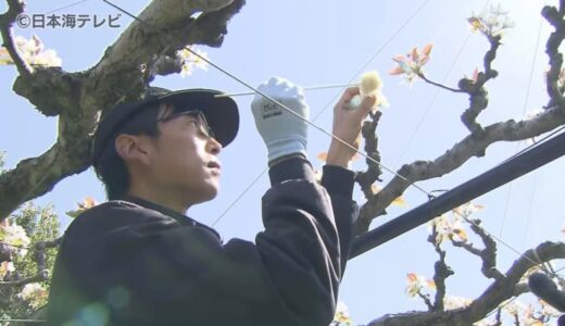 3月に寒の戻りで例年通りの生育に　鳥取の特産”二十世紀梨”　交配作業が始まる　「大玉で糖度の高い梨を作るため花粉をたっぷりと」　鳥取県湯梨浜町