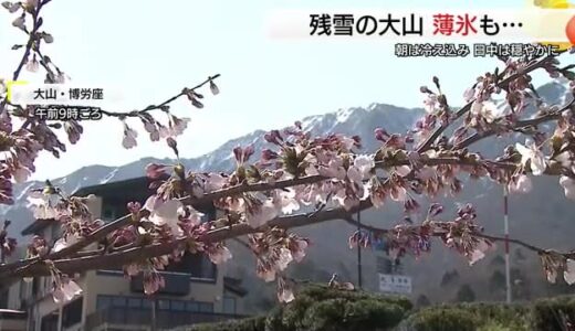 山間部では氷点下の冷え込みも　大山では残雪の山肌をバックに五分咲きの桜（鳥取）