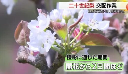 チャンスはわずか２日　二十世紀梨の花も満開　最大産地・湯梨浜町で交配作業始まる（鳥取）