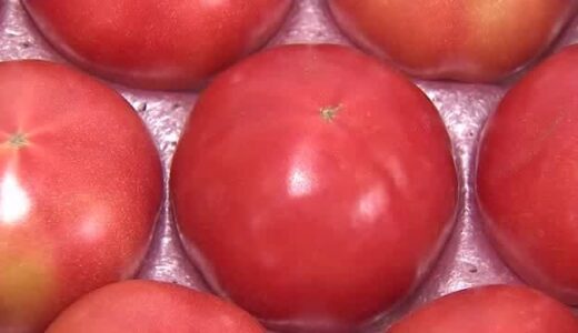 「トマトの嫌いな人でも食べられる…」冬場にじっくり熟成春に出荷「大原トマト」初出荷（倉吉市）