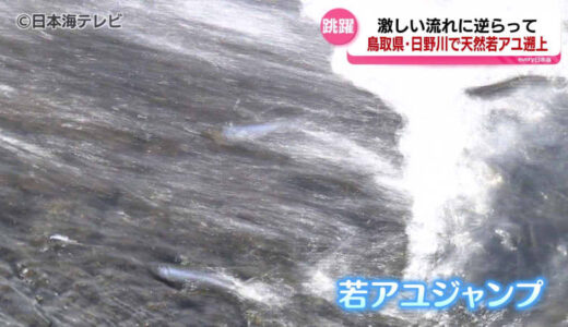 天然の若アユの群れが元気よくジャンプ　激しい流れに負けじと遡上していく若アユの姿　日野川の河口で確認　鳥取県米子市