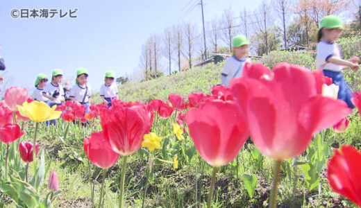 鮮やかな色合いの花畑が広がり春らんまん　約2000本のチューリップがかわいらしい花を咲かせる　鳥取県鳥取市