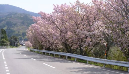 三朝町の八重桜「三徳桜」が見頃を迎えています！