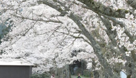 大鳥居と桜のコラボレーション　「茅部神社の桜並木」　ひと足遅い高原の春／岡山・真庭市　　