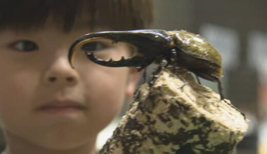 「昆虫最強王図鑑展」　入場者１万人突破　生きた昆虫とのふれあいや巨大昆虫オブジェの展示など人気