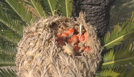 ソテツの花が咲いて実？がなった…食べられる？　「ソテツは恩人」非常食として食べる地域も…「生きている化石」恐竜も食べていたかも