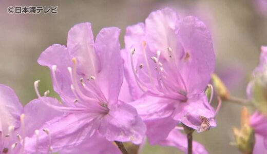 ”ツツジの名所”滝山公園でミツバツツジが見頃　「つつじまつり」開催中　鳥取県日野町
