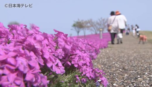 山陰両県で夏日に　長和田公園で「芝桜」約2万株が咲き誇る　鳥取県湯梨浜町