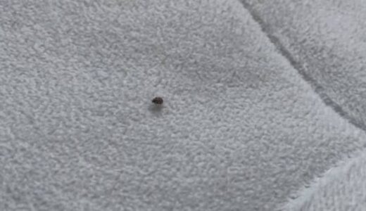 「布団の上に…トコジラミ？」この虫の正体は？　専門家に聞いてみると…別の厄介者「カツオブシムシ」