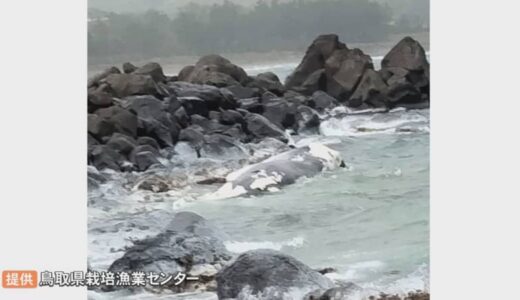 【速報】鳥取の海岸に体長10～15メートルの「クジラ」が漂着