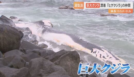 体長13.5メートルの巨大クジラが漂着　「ヒゲクジラ」の仲間　鳥取への漂着、なぜ冬から春にかけて集中？