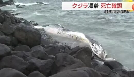 【続報】「ニタリクジラ」？鳥取県沿岸への漂着確認は約９年ぶり　沖合で死に流れ着いたか（湯梨浜町）