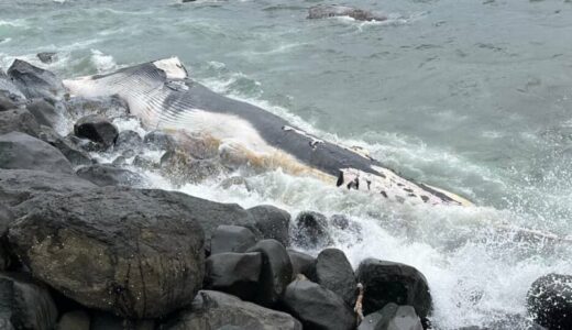 岩場にクジラの死骸が漂着、鳥取県湯梨浜町