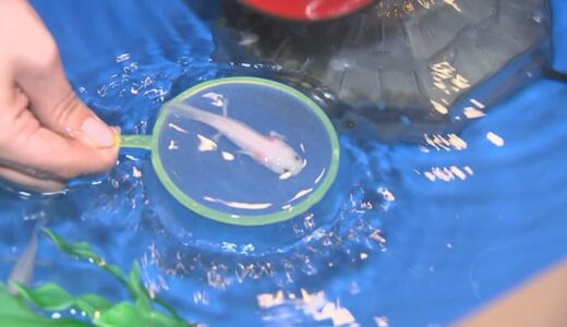 GWのお出かけに…金魚すくいならぬ、ウーパールーパーすくい!?「ドキドキもふもふいきもの展」