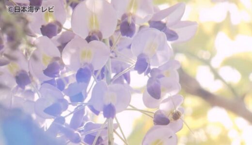 「感動しました」　ゴールデンウィークがまさに見頃　”ふじ寺”の愛称で親しまれている住雲寺の藤の花　鳥取県大山町